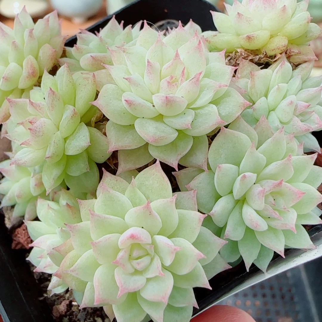 花语逸镜1012-336女王整