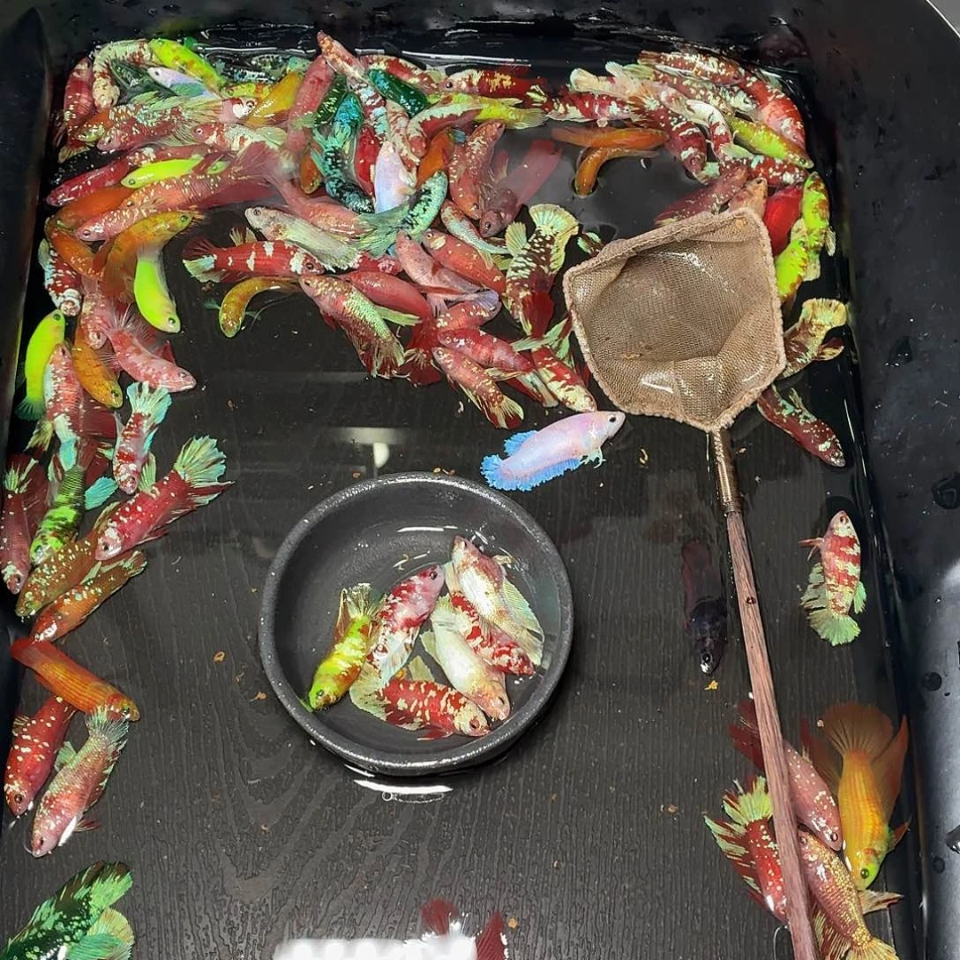 斗鱼6只母鱼混搭一起