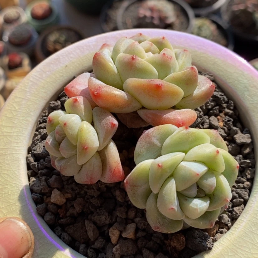 【闪购商品】多肉植物