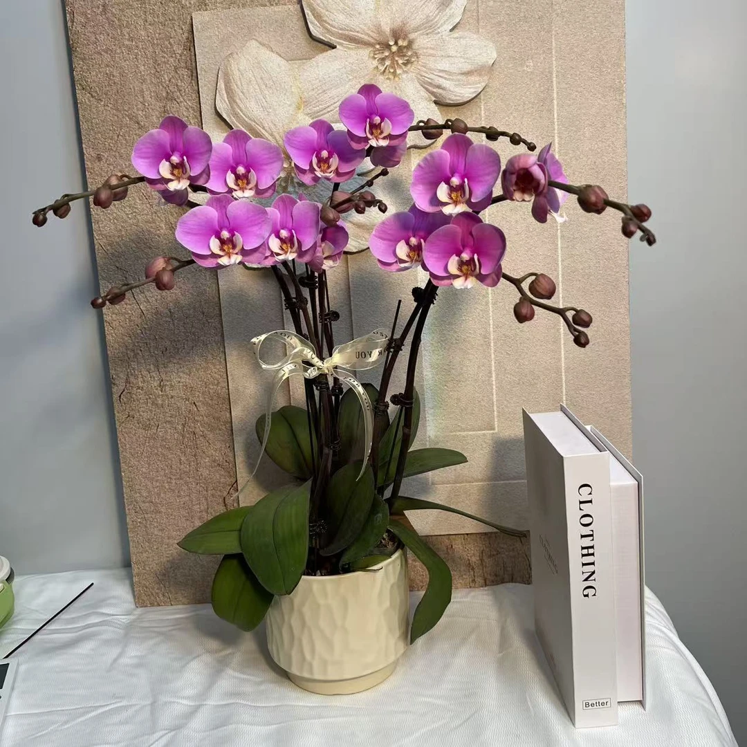 经典年宵蝴蝶兰《安娜》超经典年宵花花 送人过年必摆 佛山基地直发