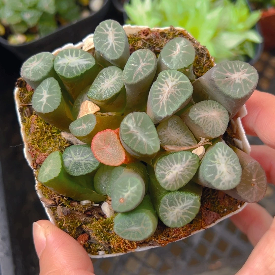 笨*多头万象多肉多肉多肉1