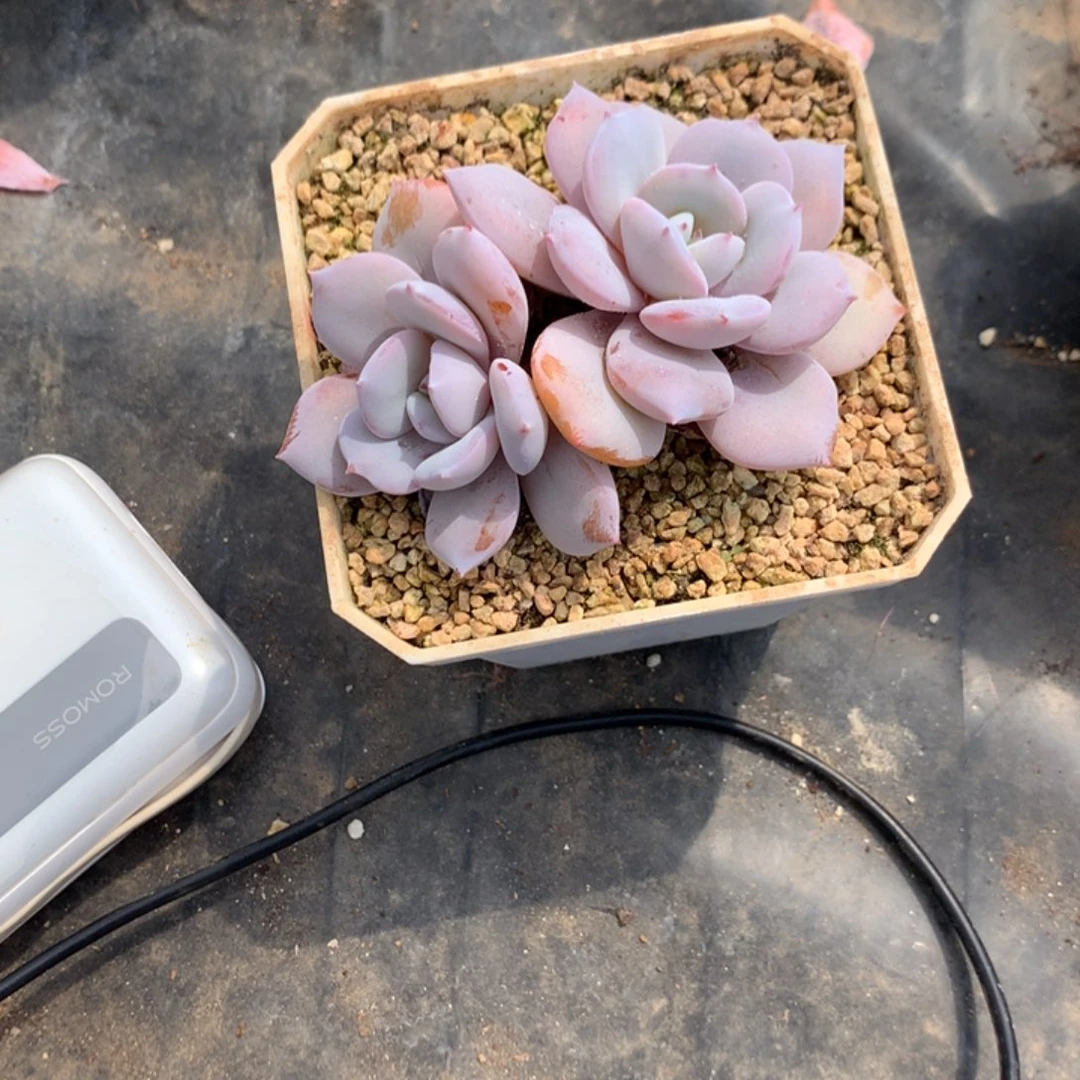 ****左小兔子奶茶发货多肉