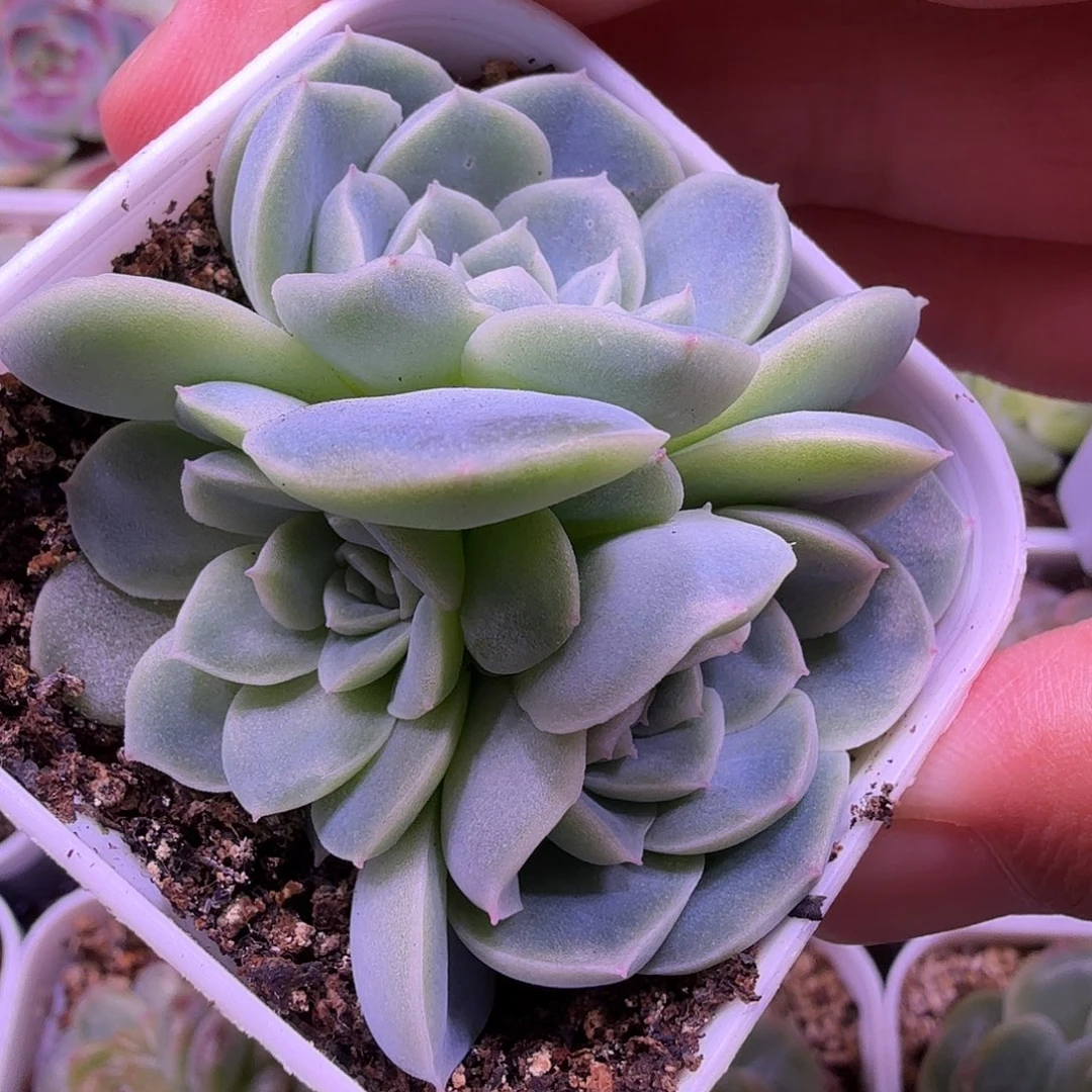 苍雪叶插苗一物一拍