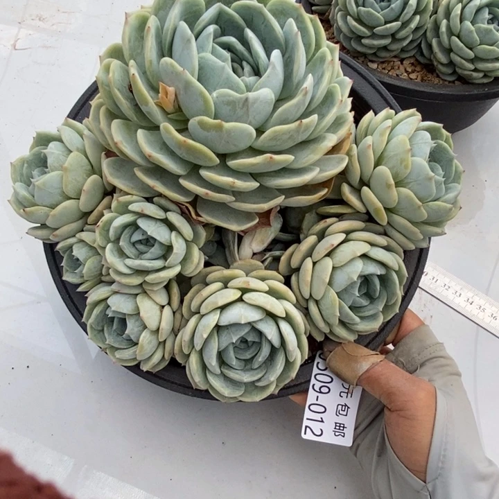 夏悦多肉0509-12劳林