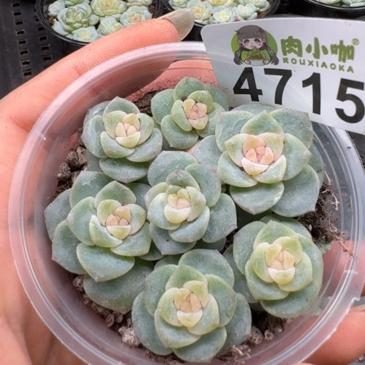 多肉植物多肉植物
