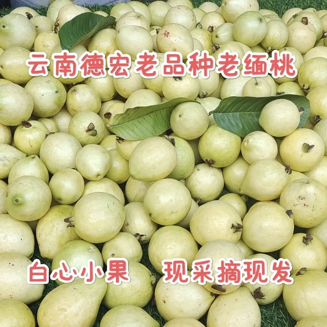 云南老品种老缅桃马达果马里嘎白心小果芭乐低糖当季新鲜采摘水果