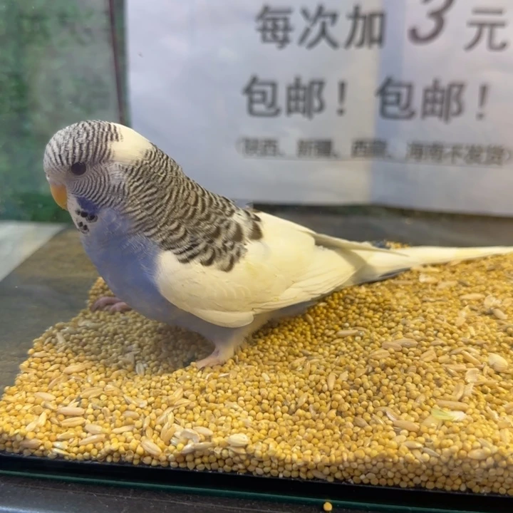 虎皮鹦鹉大头虎皮鹦鹉