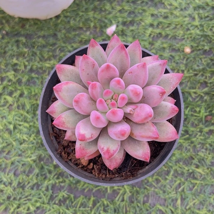 健健康康平平安安