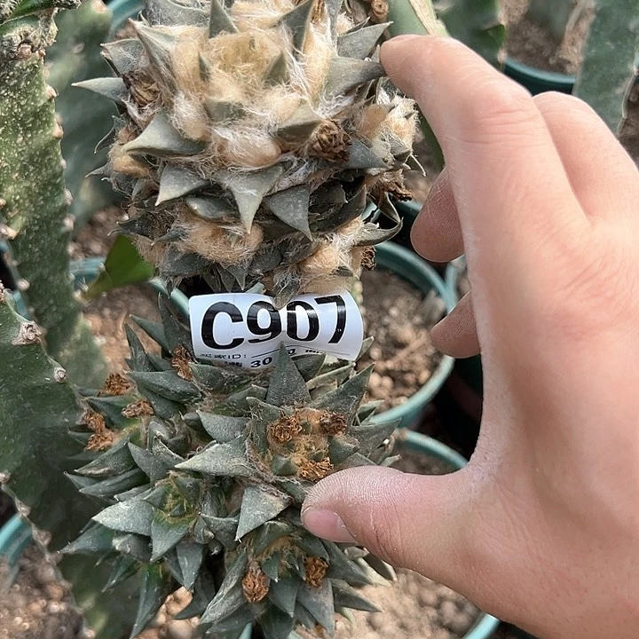 小*葱907号仙人球的