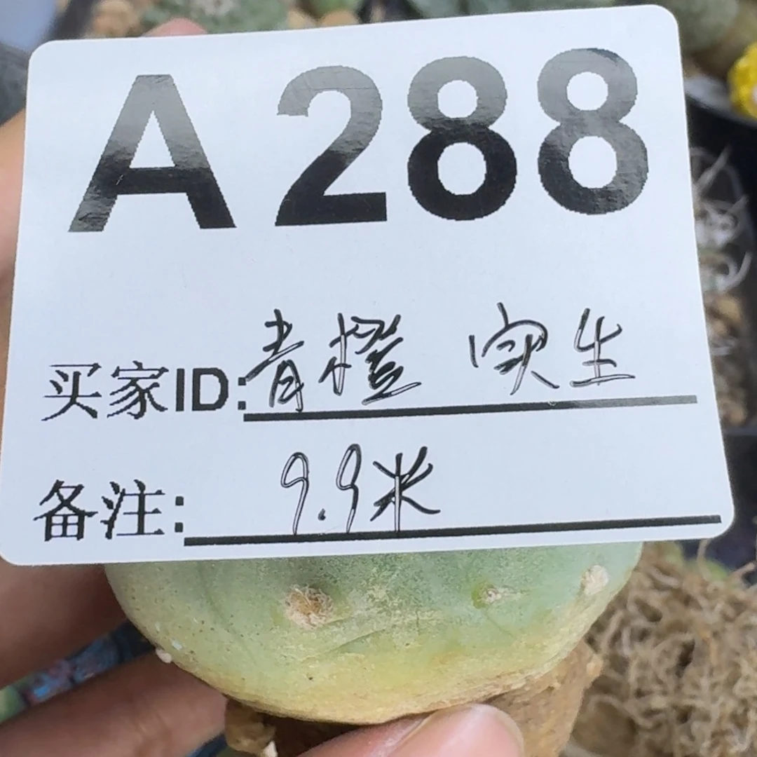 青***.福利实生仙人球仙人球