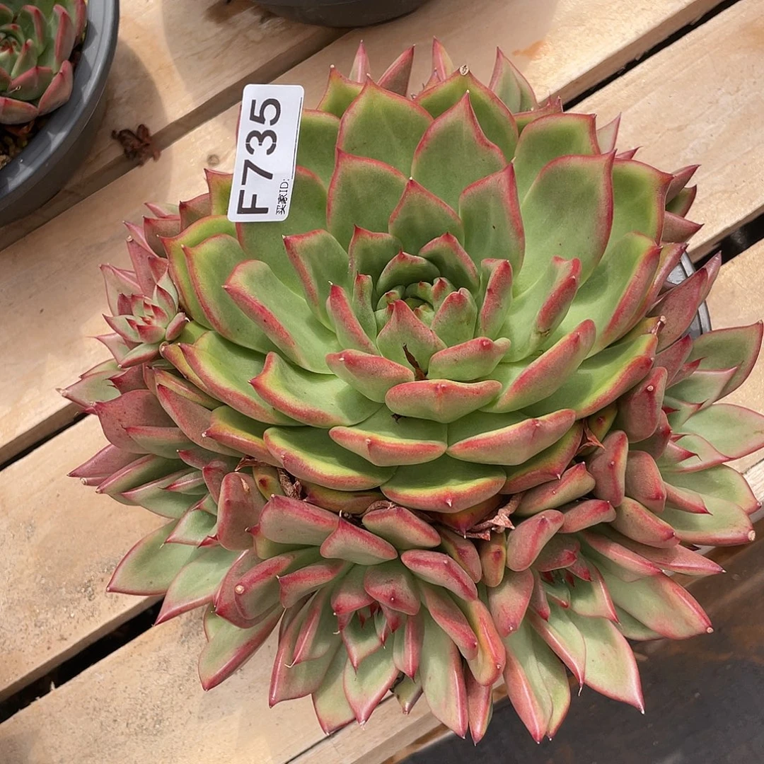 若如东云单拍F735