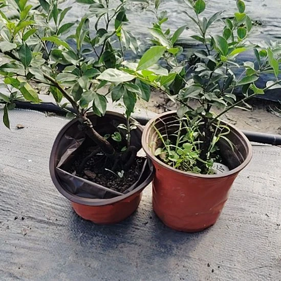 无花朵金弹子盆景算盘