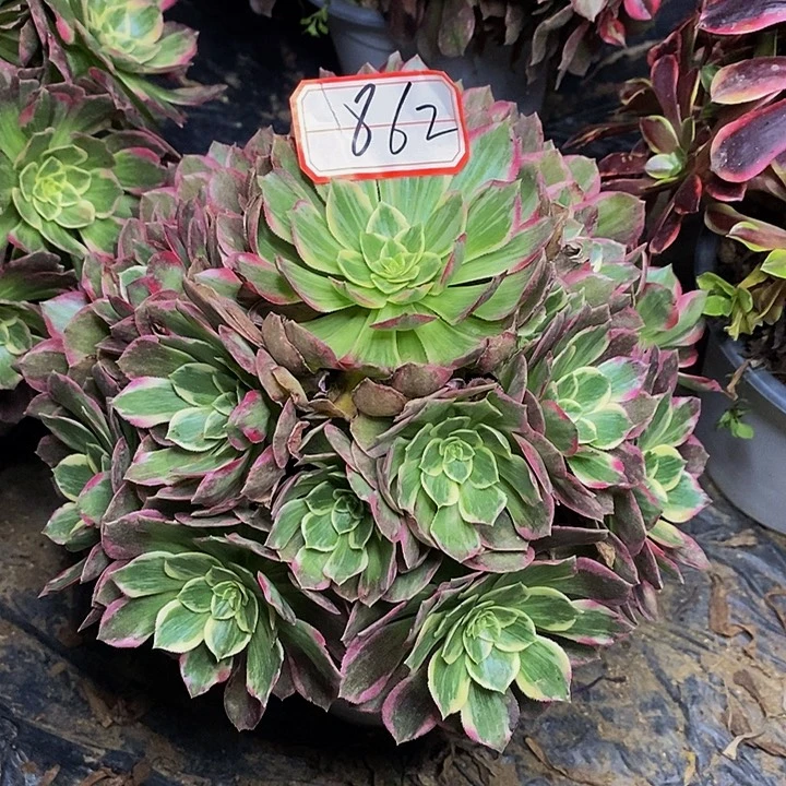 海螺老桩捧花862号