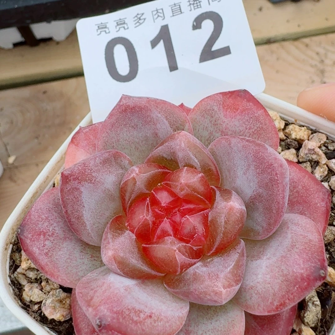 奶芙            精美多肉植物