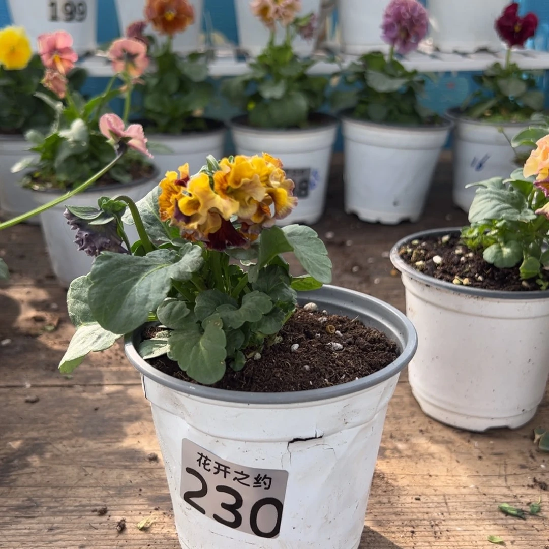 【闪购商品】完全开放花****a230号