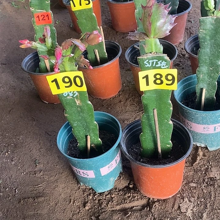 无花朵天**谭083/190号桑吉塔纯/189号新疆不包邮