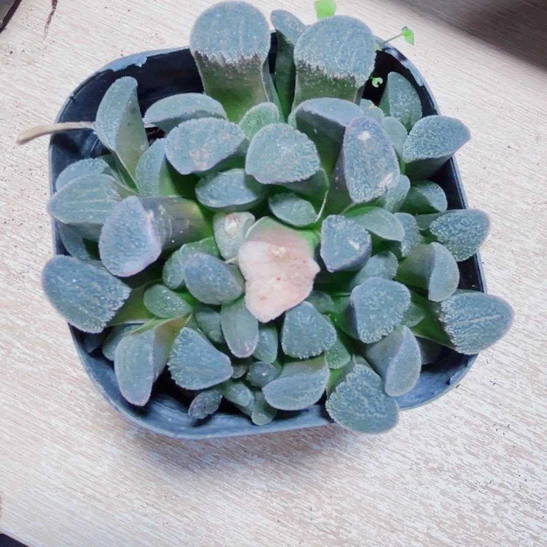 青瓷多肉植物6666