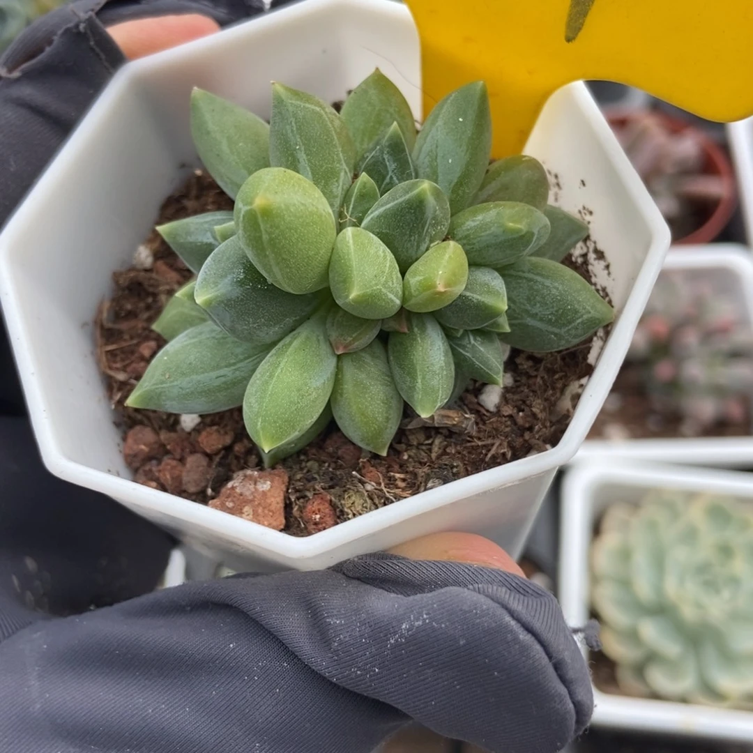 851重楼多肉植物保护