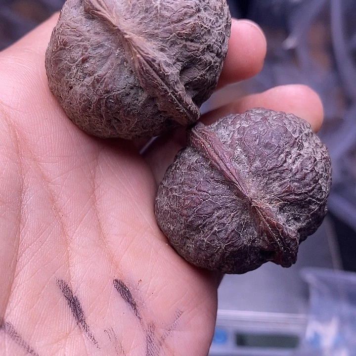 文玩核桃把件   180