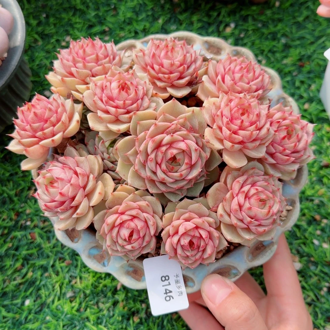 笨吧无砍，8146多肉植物
