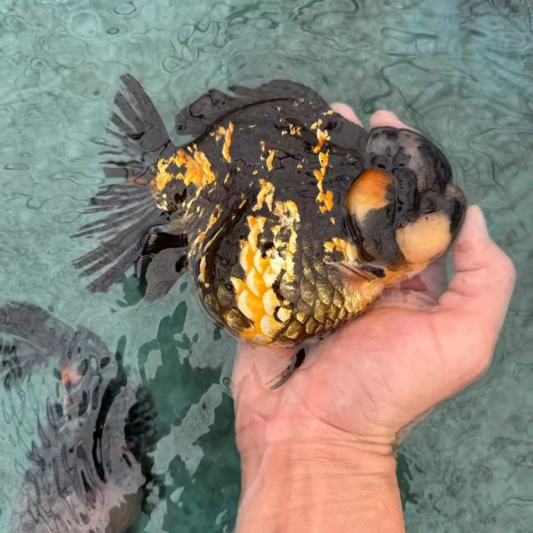 直播对版泰狮亚成将军玛丽百褶观赏鱼