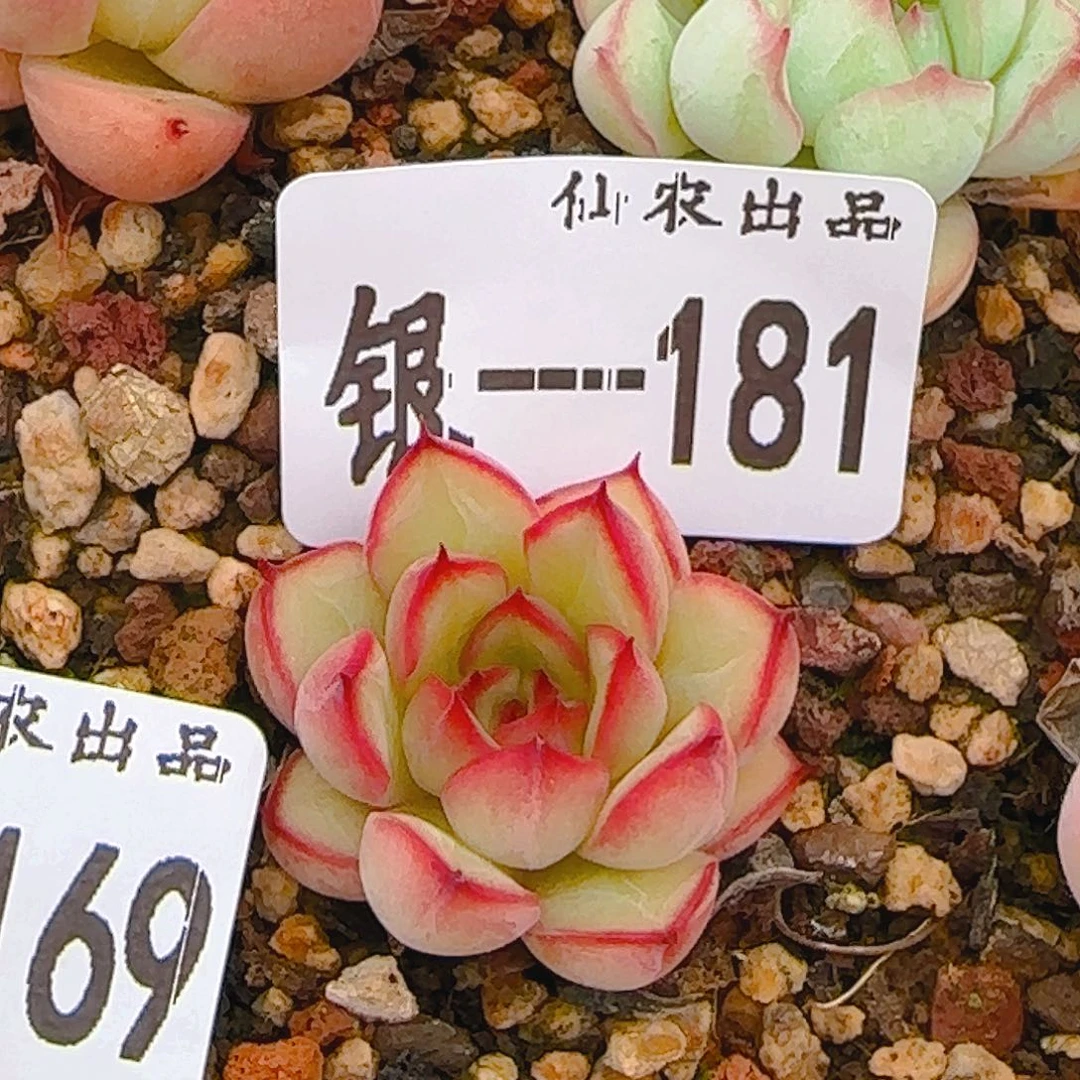 仙农出品，181、仙农出品