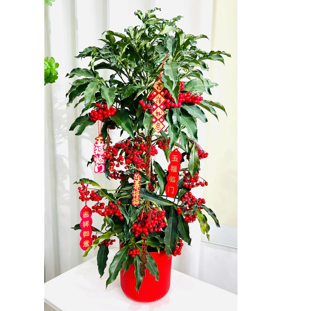 70-80公分富贵籽黄金万两家庭绿植盆栽金玉满堂红果好年宵花喜庆