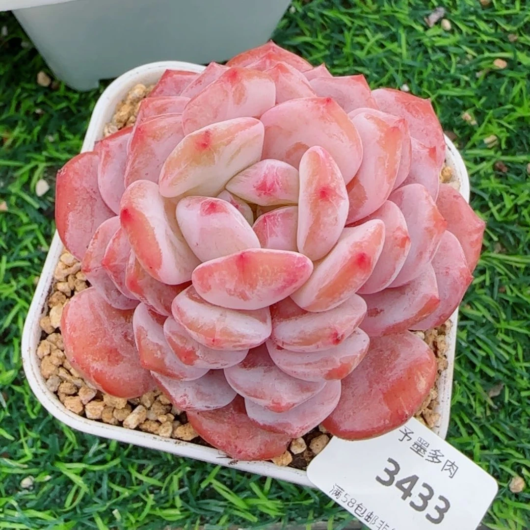 星星橙，3433多肉