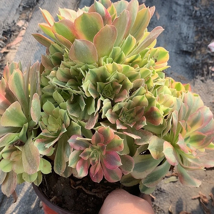 618红袖多肉植物