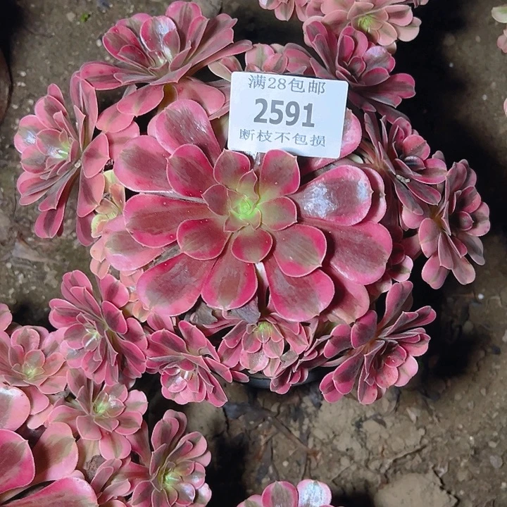 2591美杜莎多肉植物