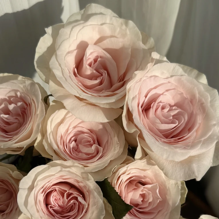 【清凉夏日玫瑰】全场任意两单顺丰冷链包邮，一单需补邮费！