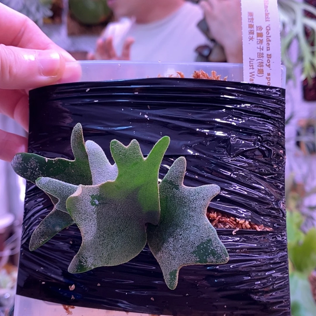 金童孢子苗特选鹿角蕨