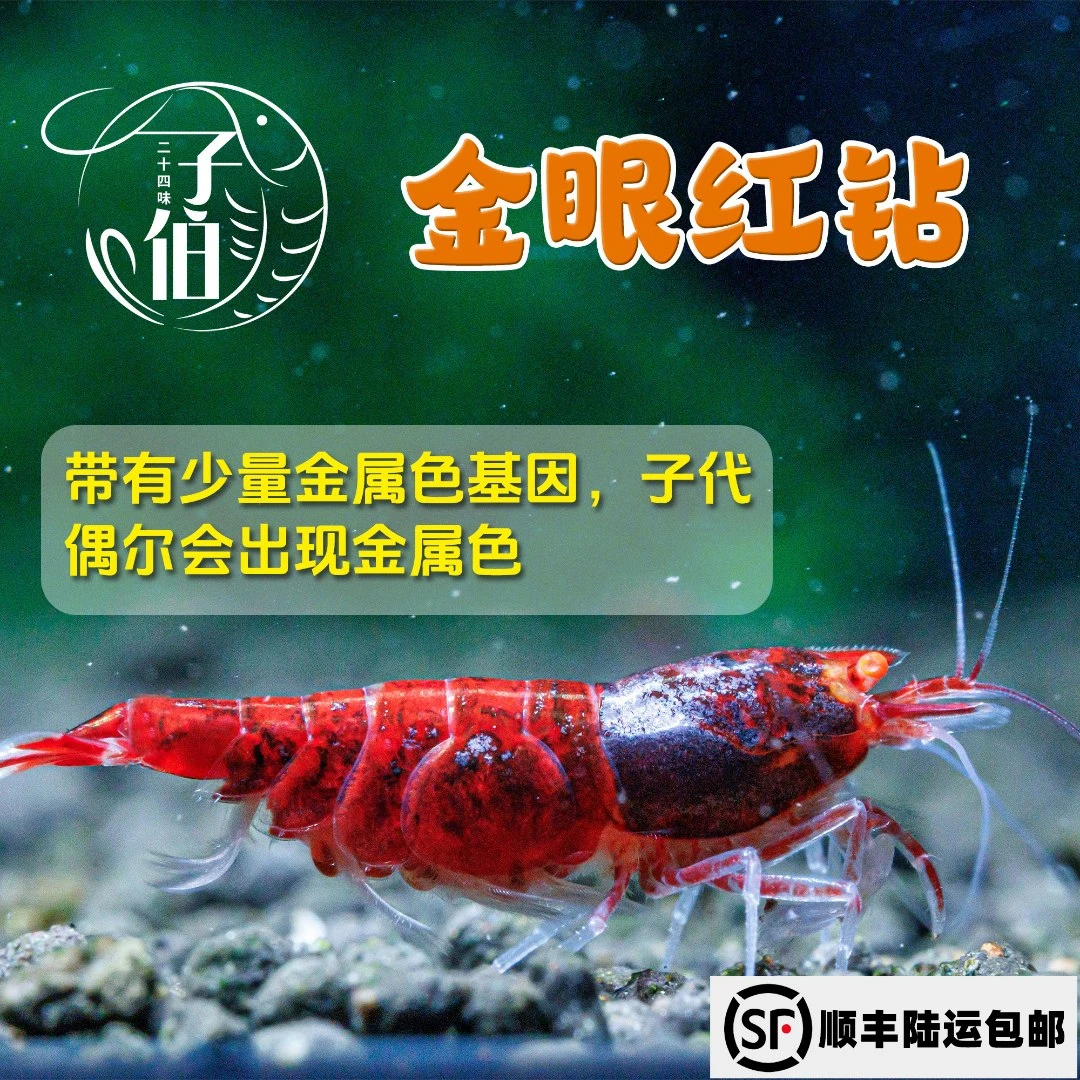 金眼红钻金属色水晶虾淡水鲜活体观赏虾除藻工具虾草缸鱼缸送虾粮