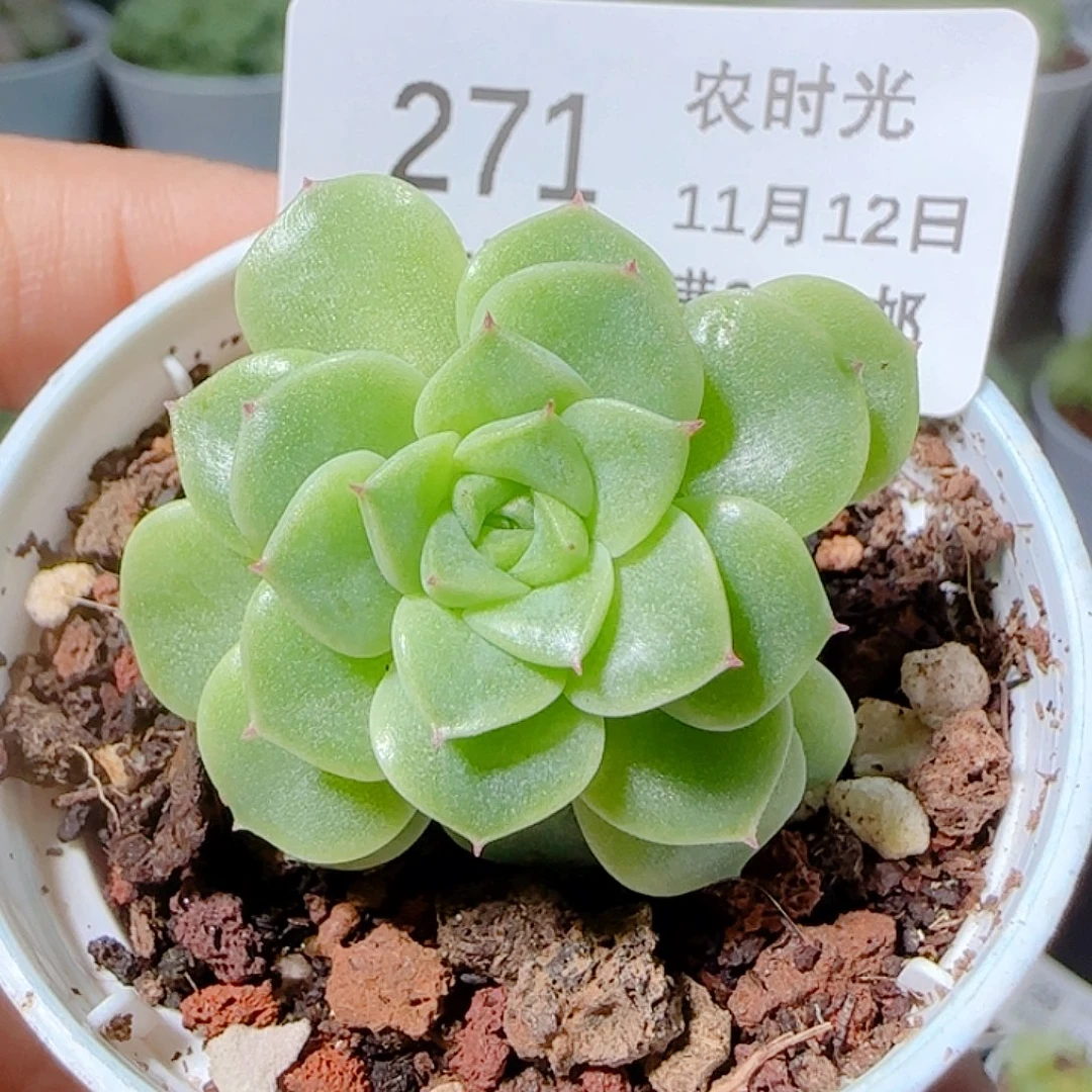 1112-271优选麦杆