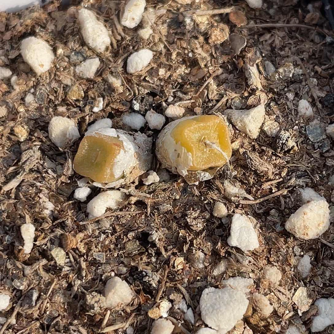 8-89方糖多肉植物