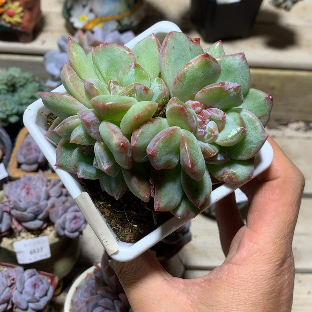 6452二代雪花石化有砍一颗10厘米