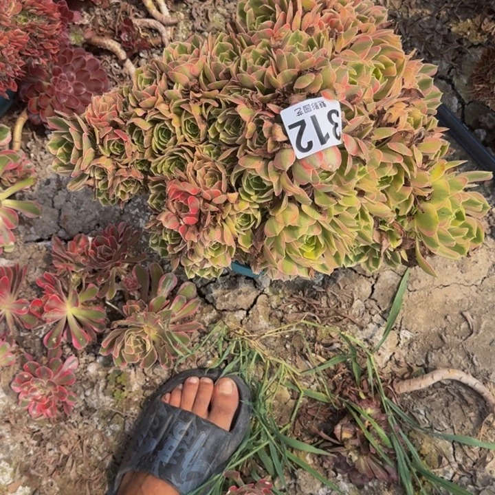 女妖花29-16包邮花花