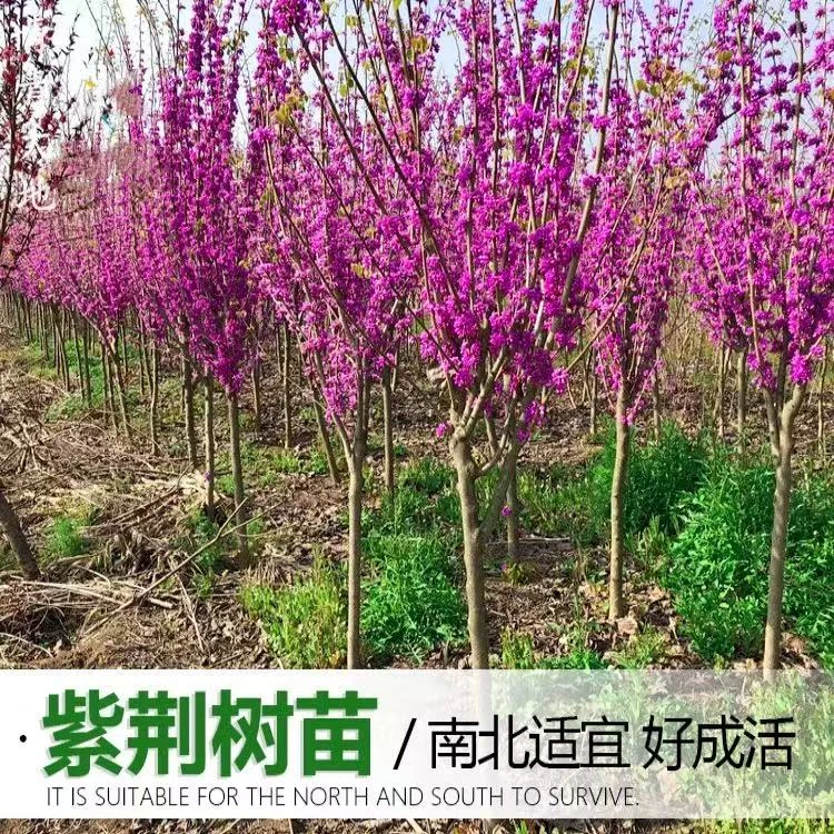 紫荆树苗庭院耐寒室外花卉南北方植物别墅花园绿化苗木紫荆花树苗