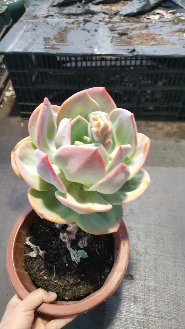 精品多肉   小单头血凤