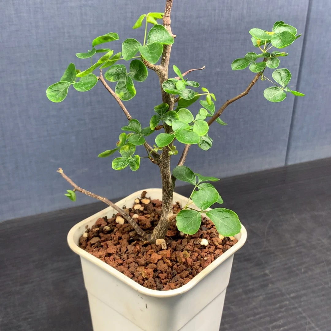 波叶没药扦插扦插