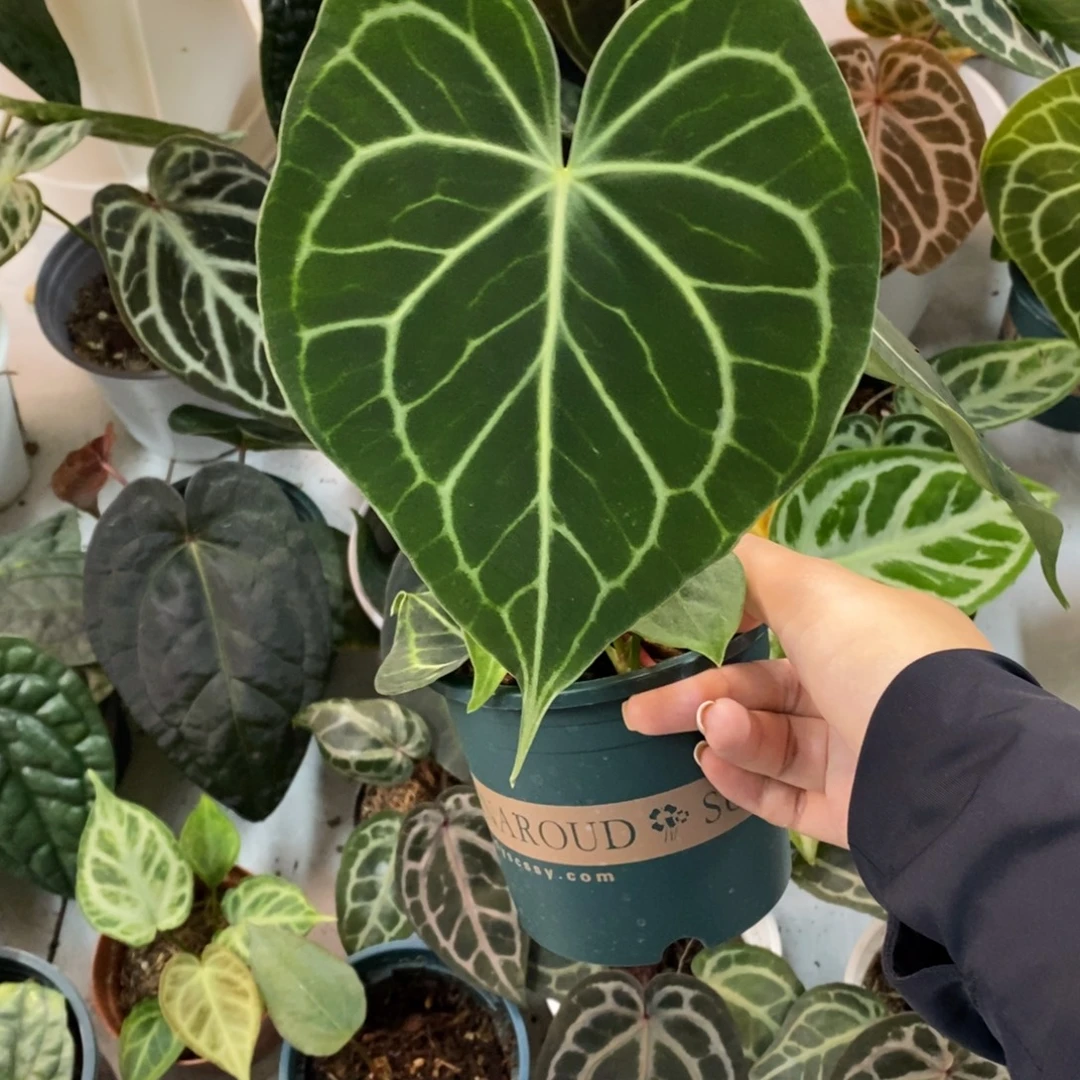 不开花植物密纹克莱恩籽播