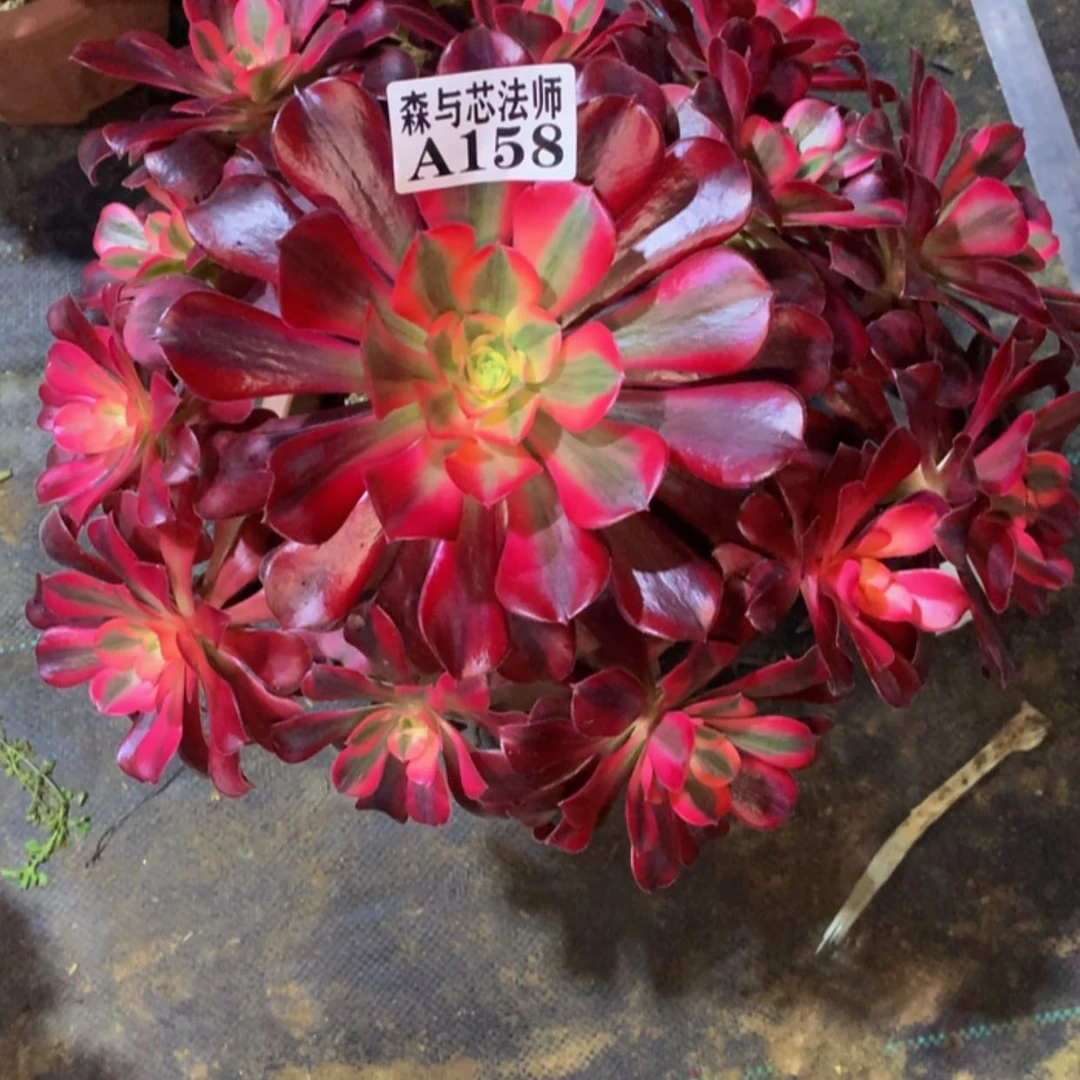 【闪购商品】颉158美杜莎