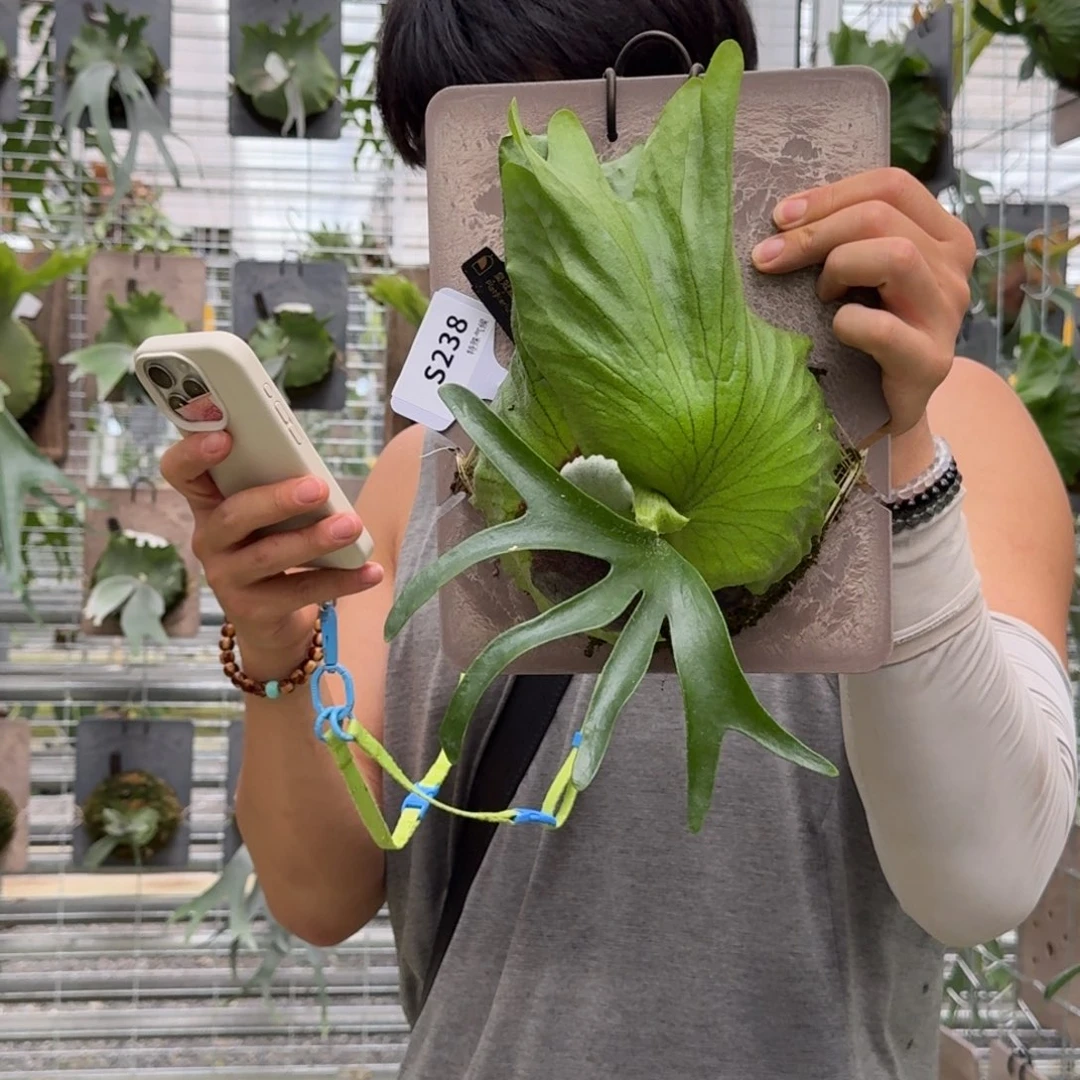 无花朵S238-皇冠鹿角蕨老脸微瑕