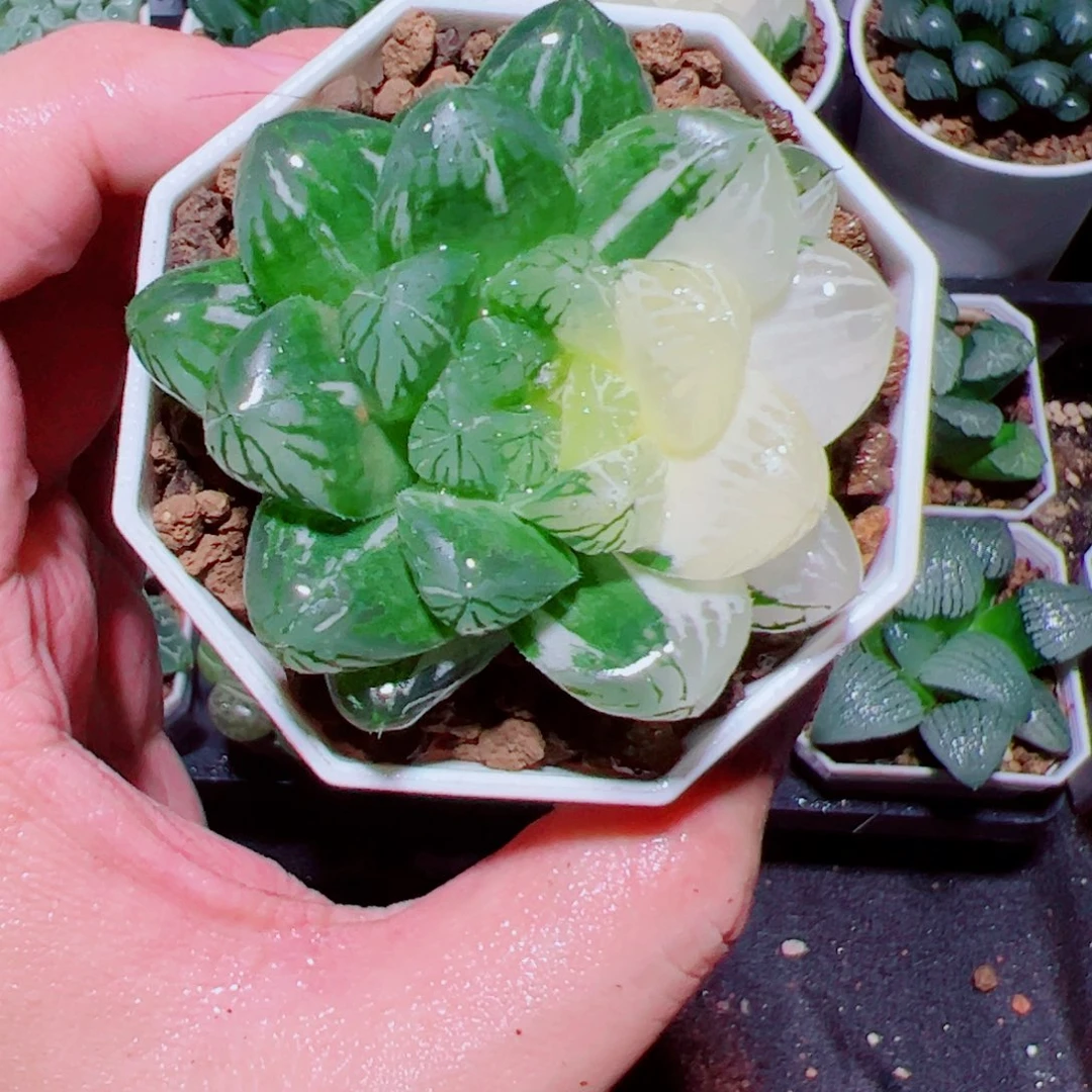 苏州玉露锦多肉植物