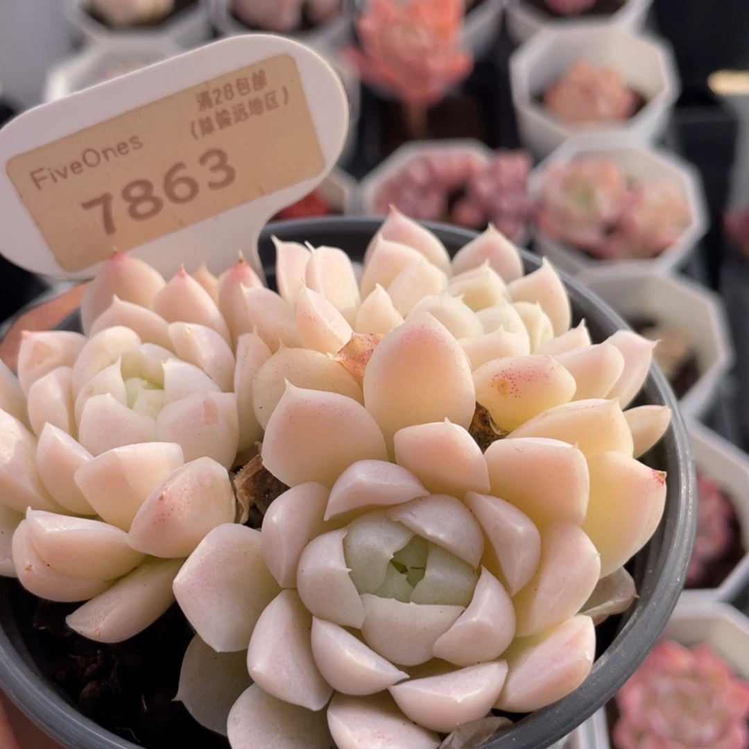 白月影7863-8.0厘米