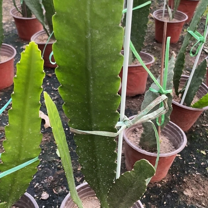 人**态令箭荷花盆栽小粉