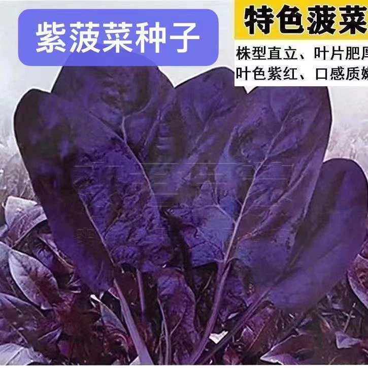 【紫菠菜种子】色紫梗紫叶菠菜菜籽大小叶菠菜籽高产蔬菜籽抗寒耐冻