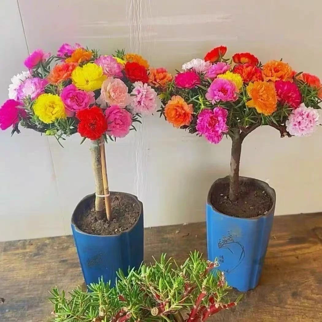 【买二送一】太阳花老桩苗  多色重瓣太阳花苗盆栽 四季开花