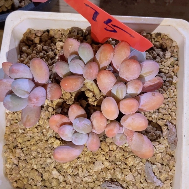 这个我都看出来这一