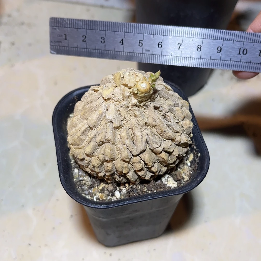 实生白皮龟甲罗摩一物一拍